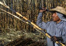 Proyecta USDA fuerte aumento en importaciones de azúcar mexicana a EEUU para 2026-27 Proyecta USDA fuerte aumento en importaciones de azúcar mexicana a EEUU para 2026-27