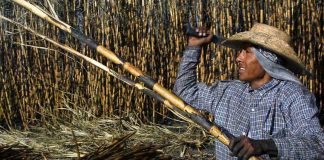 Proyecta USDA fuerte aumento en importaciones de azúcar mexicana a EEUU para 2026-27