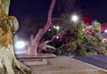 ¿Por qué se caen los árboles en Hermosillo tras fuertes vientos? Especialistas lo explican