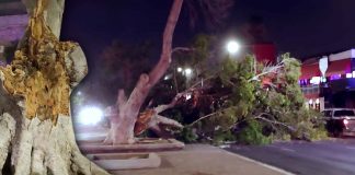 ¿Por qué se caen los árboles en Hermosillo tras fuertes vientos? Especialistas lo explican