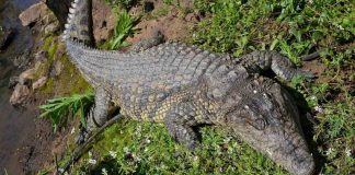 Cocodrilos aparecen en playas de Puerto Vallarta: autoridades llaman a extremar precauciones