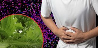 Descarta Cofepris presencia de Cyclospora en lechugas y agua de planta de Taylor Farms México