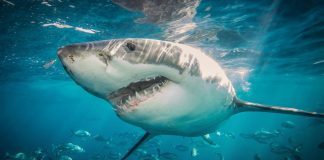 Ola de calor marina en EEUU acerca tiburones a playas, alertan expertos