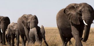 Investigan muerte de 15 elefantes tras encontrar rastros de posible veneno en Kenia