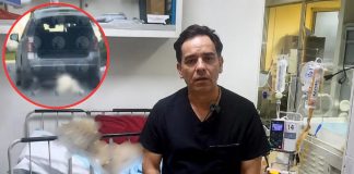 Tras 4 días luchando, muere Rocky, perrito arrastrado por una camioneta en Saltillo; caso sigue en proceso penal