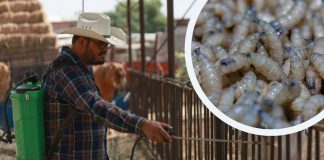Ganaderos de Chihuahua refuerzan medidas sanitarias tras primer caso de gusano barrenador Ganaderos de Chihuahua refuerzan medidas sanitarias tras primer caso de gusano barrenador