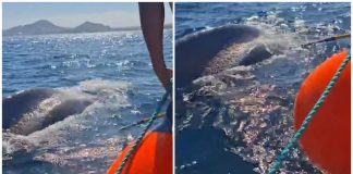 Rescatan a ballena jorobada atrapada en una red de nylon en Baja California Sur