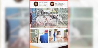 Rescatan siete perros durante cateo en Ciudad Obregón; investigan maltrato animal
