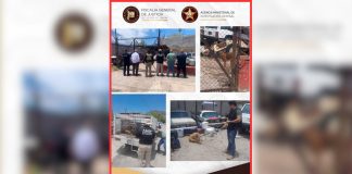 Rescatan a dos perros en condiciones de abandono durante cateo por maltrato animal en Hermosillo