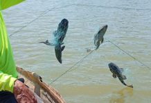 Gobierno de Cajeme intensifica acciones para erradicar pez diablo de la Laguna del Náinari Gobierno de Cajeme intensifica acciones para erradicar pez diablo de la Laguna del Náinari