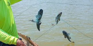 Gobierno de Cajeme intensifica acciones para erradicar pez diablo de la Laguna del Náinari Gobierno de Cajeme intensifica acciones para erradicar pez diablo de la Laguna del Náinari