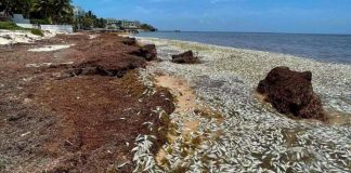 Miles de peces aparecen muertos en playa de Quintana Roo; autoridades explican causa Miles de peces aparecen muertos en playa de Quintana Roo; autoridades explican causa