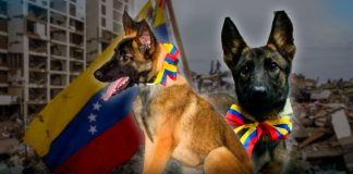 Perro rescatista llega a México como agradecimiento de Venezuela por la ayuda tras los sismos