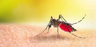 Detectan caso de malaria en Jalisco ligado al Mundial 2026; autoridades descartan brote