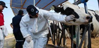 Chihuahua confirma su primer caso de gusano barrenador y activa cerco sanitario para contener la plaga