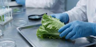 EEUU rastrea brote de “diarrea explosiva” hasta lechuga mexicana; FDA investiga a proveedor que abastecía a Taco Bell EEUU rastrea brote de “diarrea explosiva” hasta lechuga mexicana; FDA investiga a proveedor que abastecía a Taco Bell