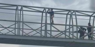 Al menos 8 de cada 10 hermosillenses considera que los animales en situación de calle representan un problema y un desafío para la ciudad, según la última encuesta de bienestar animal realizada por la organización Hermosillo, ¿Cómo Vamos?