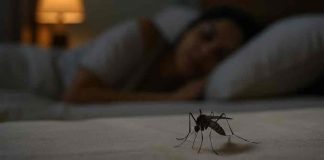 ¿Tienes estos objetos en casa? Podrían ser criaderos de mosquitos y no lo sabías