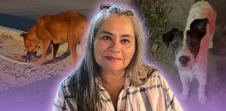 Thelma Rodríguez convirtió el auto que usa como conductora de app para rescatar perritos y gatitos en Hermosillo