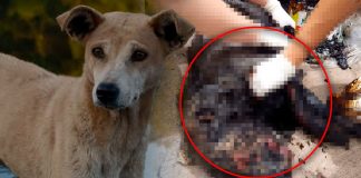 Perrita lucha por su vida tras ser cubierta con chapopote caliente en Ciudad Obregón; piden ayuda para salvarla