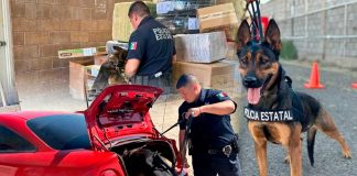 Unidad K-9 de la Policía Estatal ayuda a detener a 30 personas y recuperar 29 vehículos en operativos contra el delito en Sonora