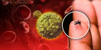 Sonora es primer lugar en casos de dengue y segundo en rickettsia a nivel nacional