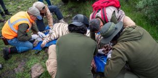 Muere por un disparo el tigre Kenzo en operativo para capturarlo tras escaparse de parque; Profepa clausura lugar