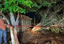 Atienden caída de árboles, espectaculares, postes y desaparición de hombre en arroyo tras lluvias en Hermosillo