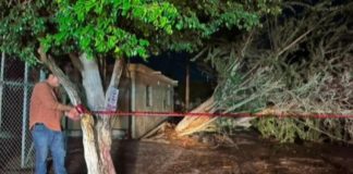 Atienden caída de árboles, espectaculares, postes y desaparición de hombre en arroyo tras lluvias en Hermosillo