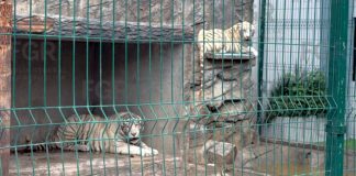 Asegura FGR dos tigres blancos durante cateo por delito ambiental