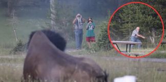 Visitante intenta fotografiar a un bisonte y termina embestido en Yellowstone (VIDEO)