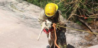 Rescatan Bomberos a perrito que cayó al vertedor de la presa en Hermosillo