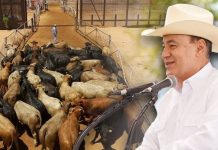 Celebra Durazo reapertura de frontera en Sonora para exportación de ganado a EEUU