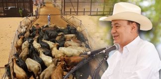 Celebra Durazo reapertura de frontera en Sonora para exportación de ganado a EEUU