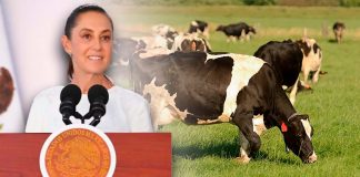 Reactivarán exportación de ganado mexicano a EEUU, confirma Sheinbaum; iniciará por Sonora
