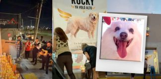 Entre mariachis, veladoras y flores, Saltillo despide a ‘Rocky’ y exige justicia por su muerte Entre mariachis, veladoras y flores, Saltillo despide a 'Rocky' y exige justicia por su muerte