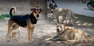 Ocho de cada 10 hermosillenses consideran que los animales en situación de calle son un problema: HCV Ocho de cada 10 hermosillenses consideran que los animales en situación de calle son un problema: HCV