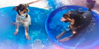 Con venta de albercas para perros, Mónica Astrain recauda fondos para cuidar a más de 100 animales rescatados en Hermosillo