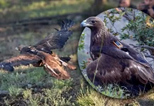 Impulsa Sonora conservación del águila real mediante proyecto de monitoreo internacional