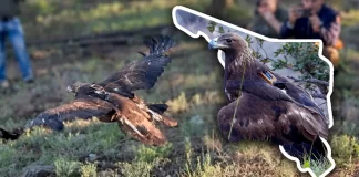 Impulsa Sonora conservación del águila real mediante proyecto de monitoreo internacional