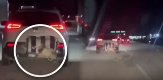 Captan a perrito enjaulado viajando en parte trasera de auto en carretera Guaymas-Hermosillo (VIDEO)