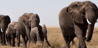 Investigan probable envenenamiento de 15 elefantes en el sur de Kenia