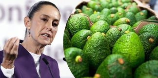 Sheinbaum anuncia mayor seguridad para inspectores y empacadores de aguacate ante amenazas Sheinbaum anuncia mayor seguridad para inspectores y empacadores de aguacate ante amenazas
