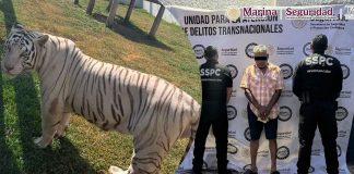 Rescatan a 130 mil animales exóticos y aseguran 68 mil litros de diesel tras cateo en Tamaulipas; hay un detenido Rescatan a 130 mil animales exóticos y aseguran 68 mil litros de diesel tras cateo en Tamaulipas; hay un detenido