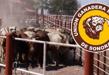 Exportación de ganado de Sonora a Estados Unidos se frena por falla técnica; esperan reanudarla en 2 a 3 días