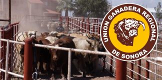 Exportación de ganado de Sonora a Estados Unidos se frena por falla técnica; esperan reanudarla en 2 a 3 días