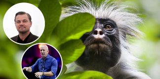 Leonardo DiCaprio y Jeff Bezos invertirán 200 mdd para salvar 100 especies al borde de la extinción