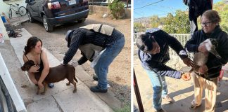 Sonora intensifica combate a la rickettsia: más de 3 mil perros protegidos para reducir el riesgo de contagios