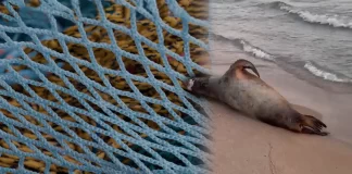 Red de pesca habría provocado muerte de lobo marino en Bahía de Kino, explica especialista
