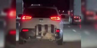 Captan a perrito enjaulado viajando en parte trasera de auto en carretera Guaymas-Hermosillo